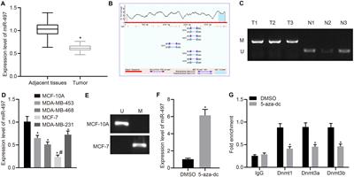 Methylation-Mediated Silencing of MicroRNA-497 Promotes Breast Cancer Progression Through Up-Regulation of Mucin1